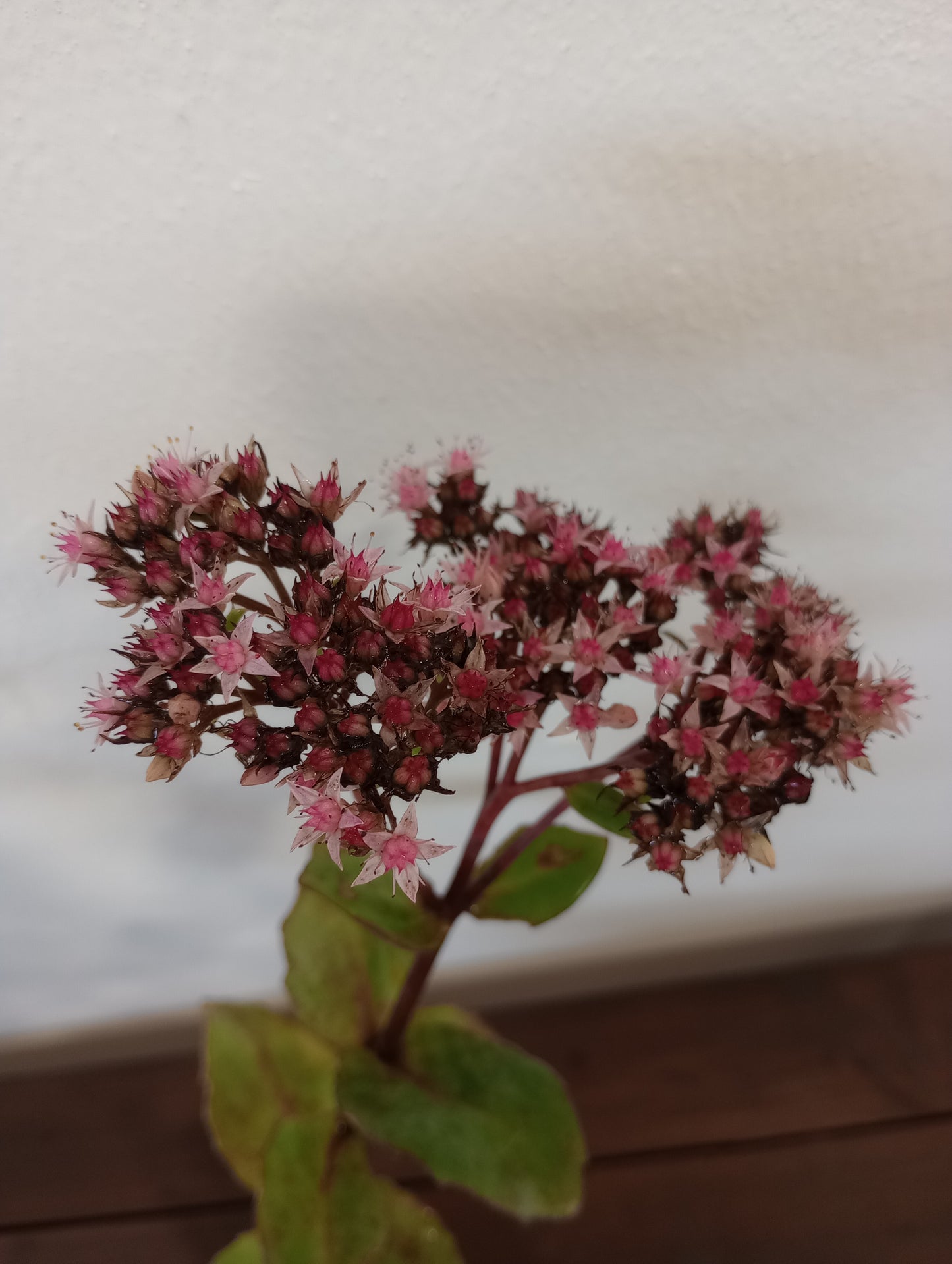 Rozchodnik (sedum hybridum) "Matrona"