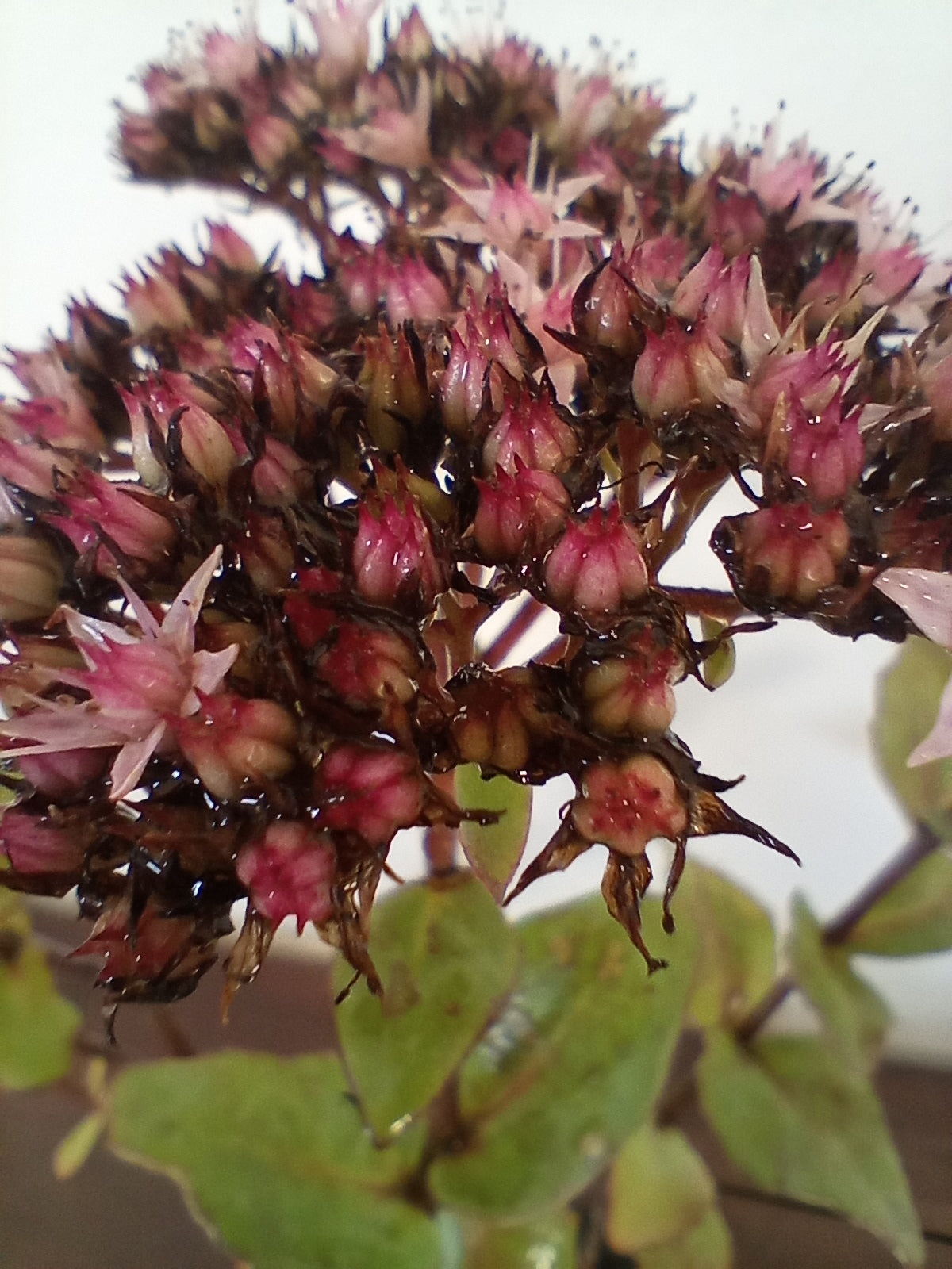 Rozchodnik (sedum hybridum) "Matrona"