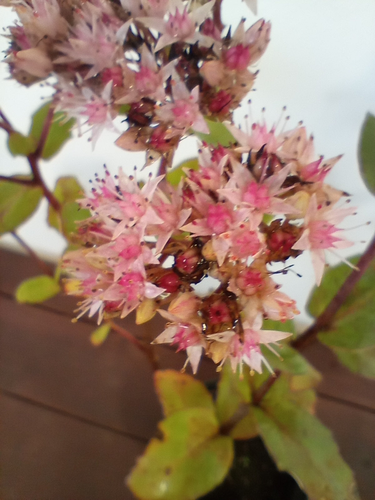 Rozchodnik (sedum hybridum) "Matrona"