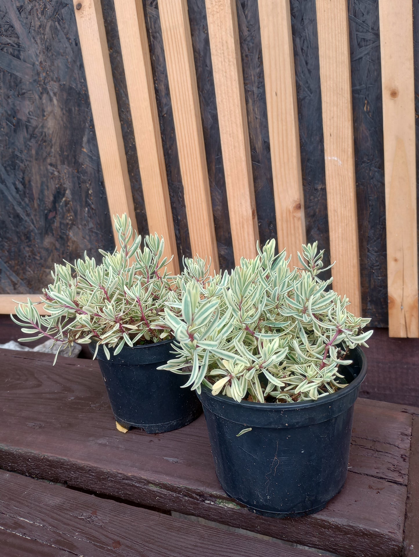 Gipsówka wiechowata (Gypsophila paniculata L.)