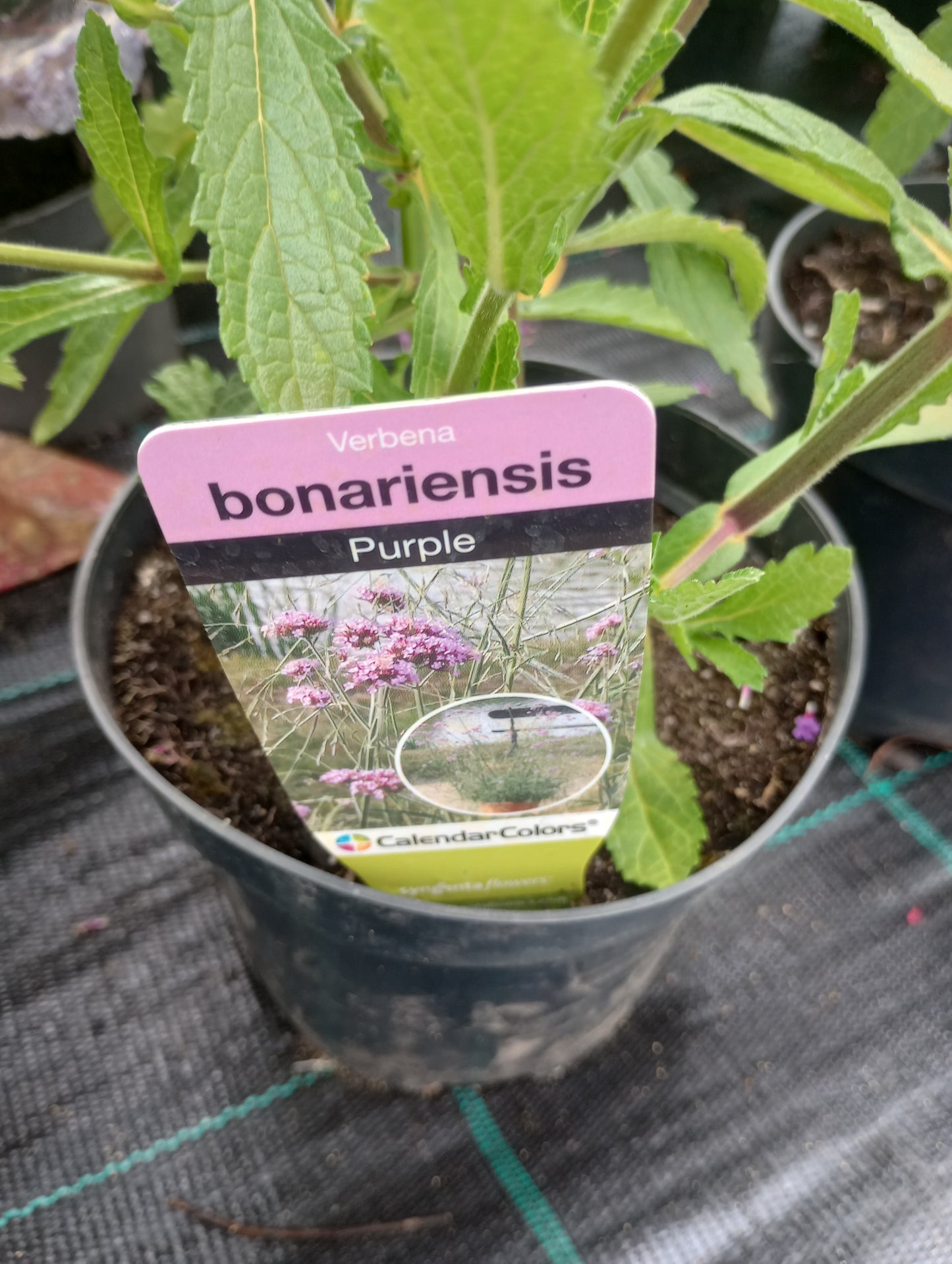 Verbena bonariensis (werbena patagońska) "Purple"