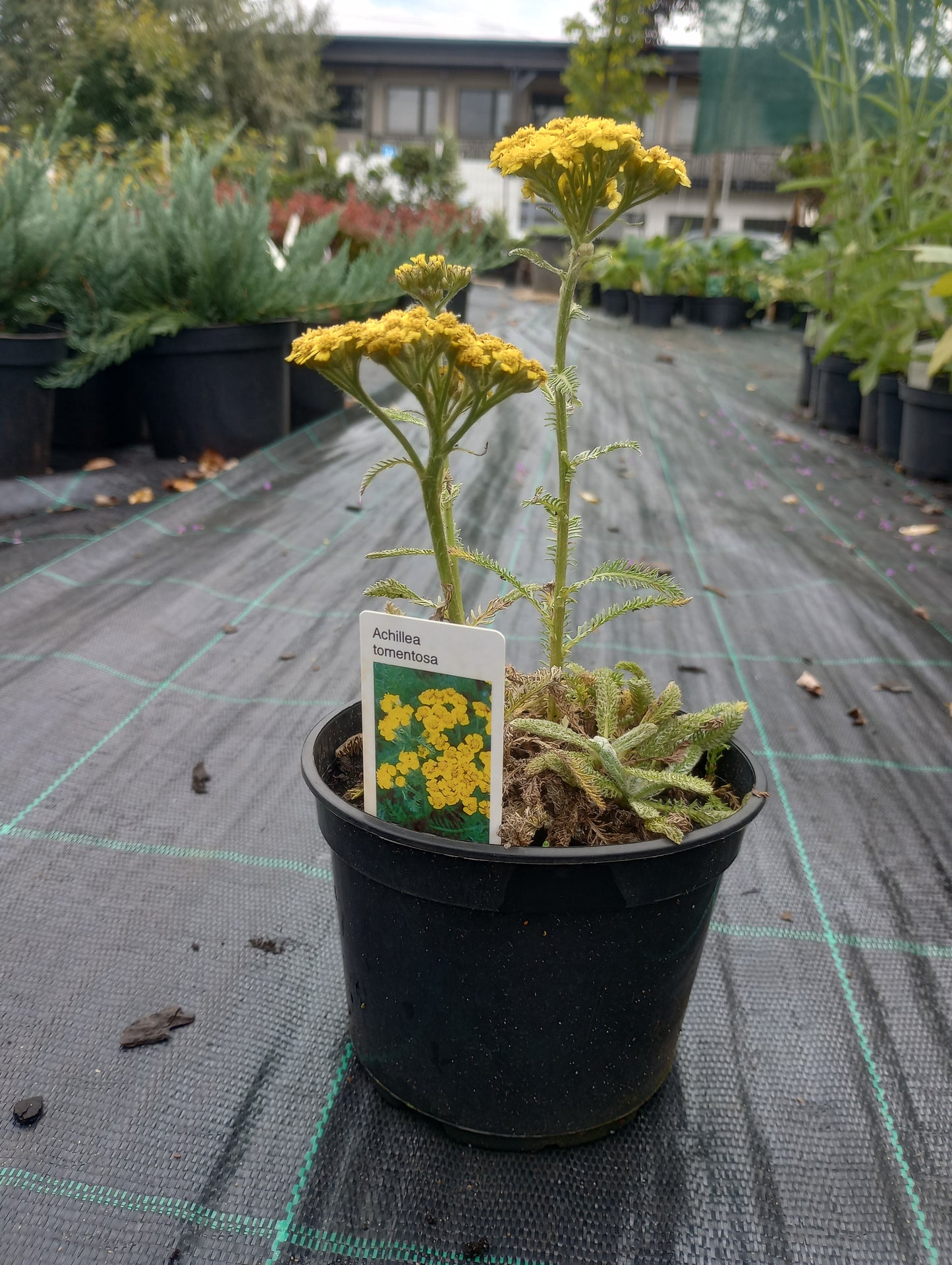 Krwawnik wełnisty (Achillea tomentosa L.)