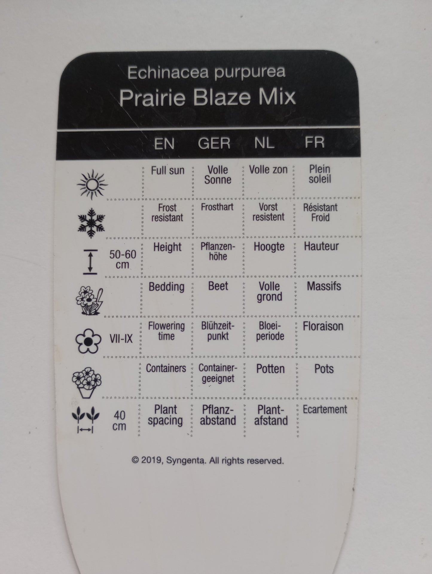 Jeżówka purpurowa Prairie Blaze Mix