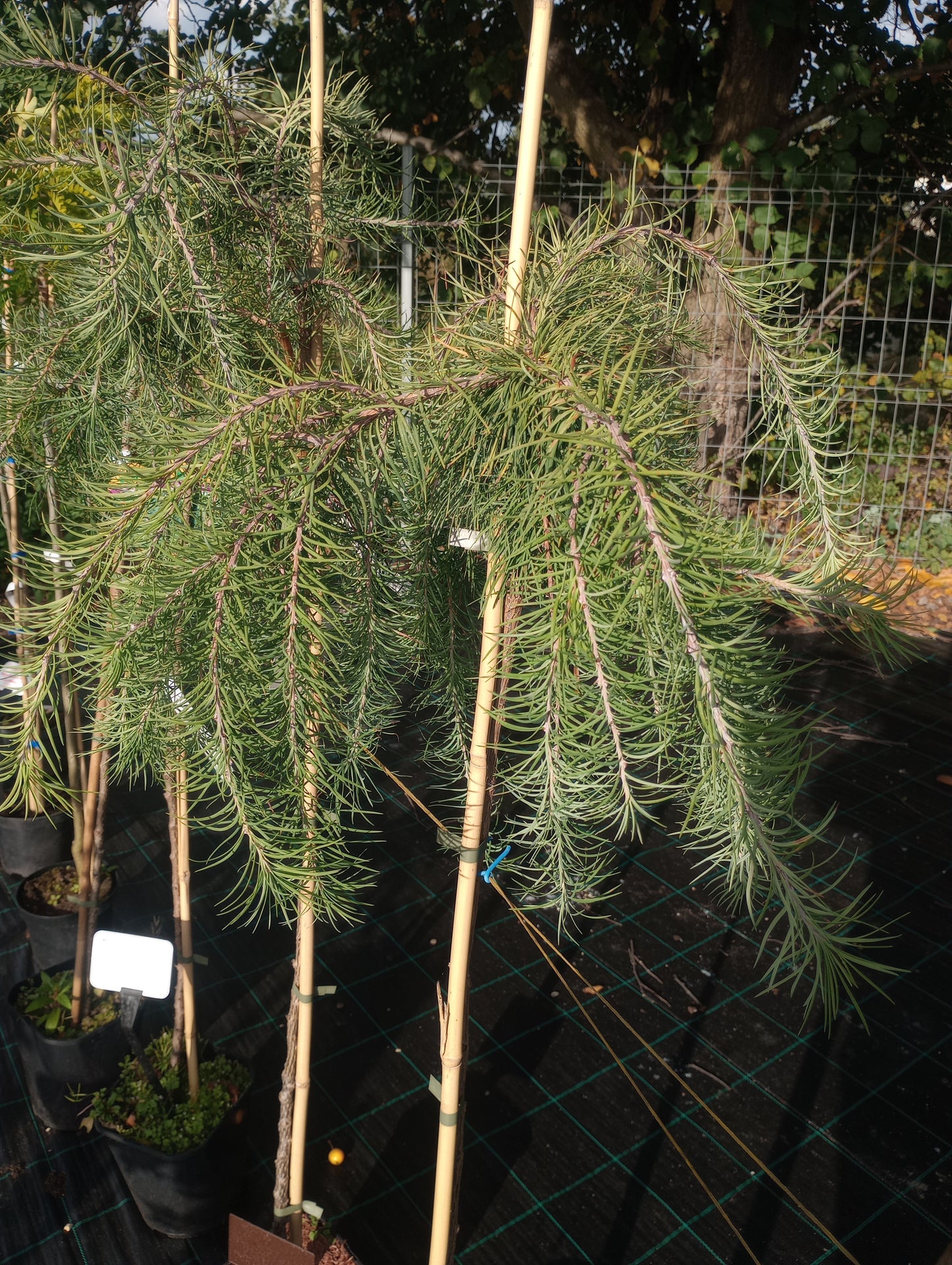 Modrzew japoński  "Pendula" Larix kaempferi "Pendula"