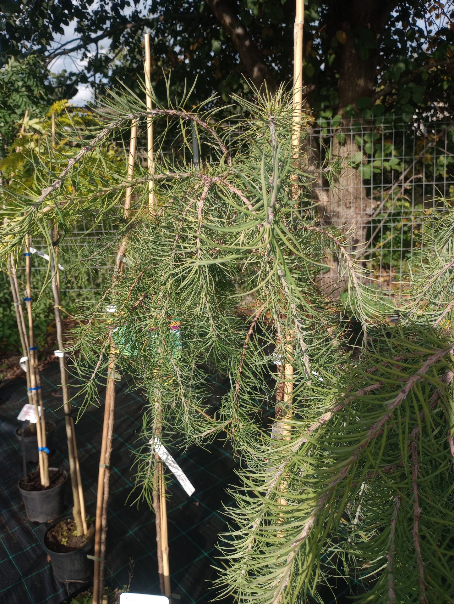 Modrzew japoński  "Pendula" Larix kaempferi "Pendula"