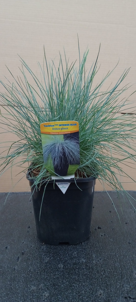 Kostrzewa 'Intense Blue' PBR