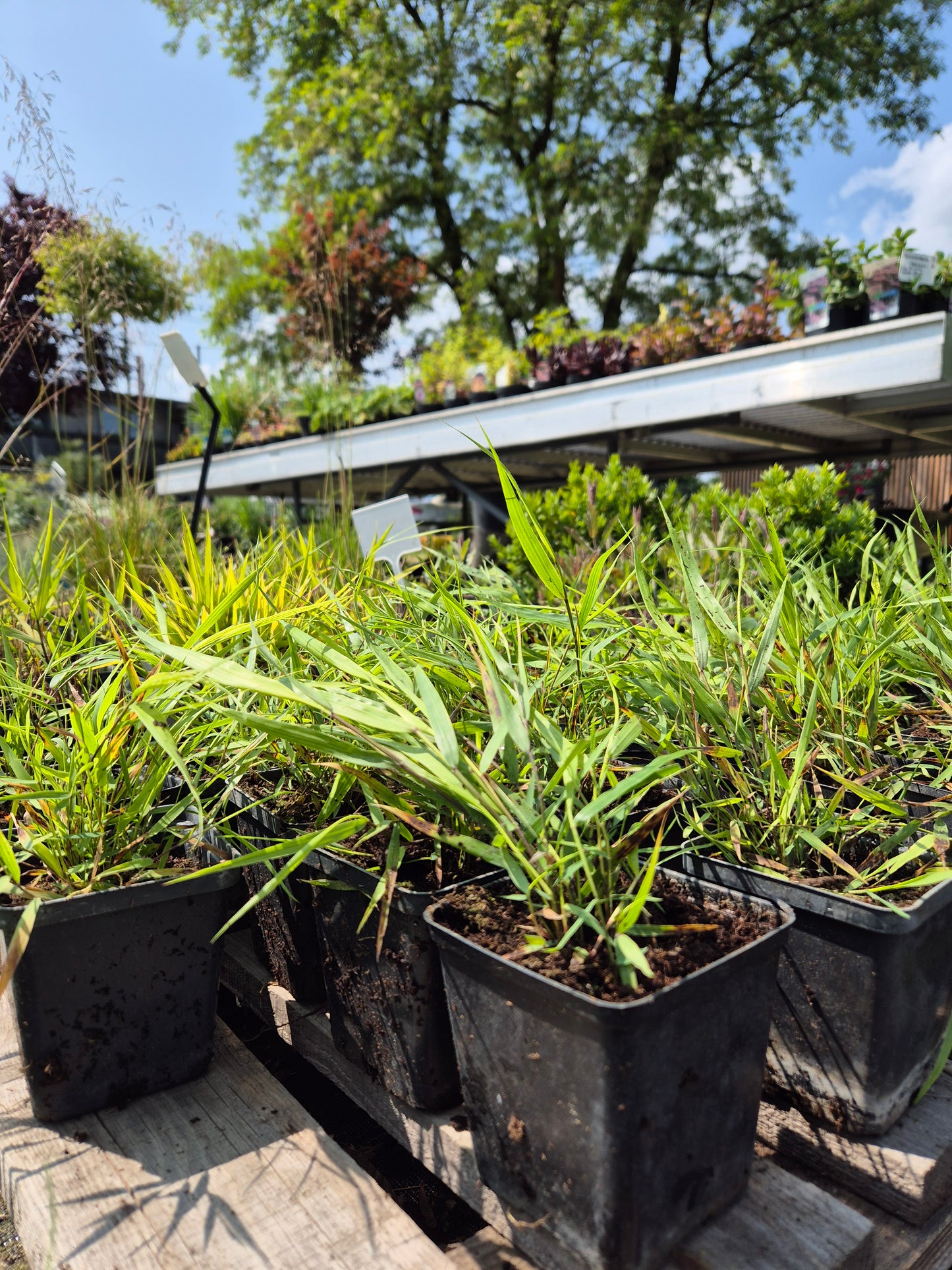Hakonechloa Greenhills p9