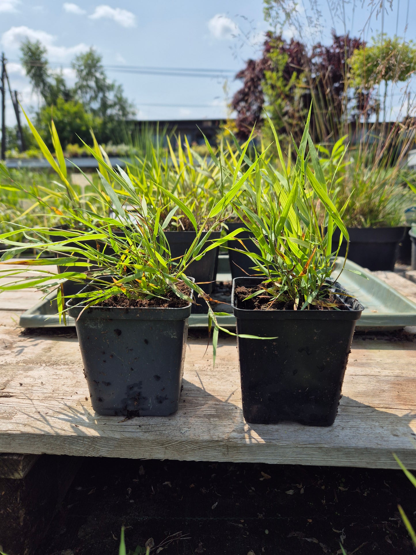 Hakonechloa Greenhills p9