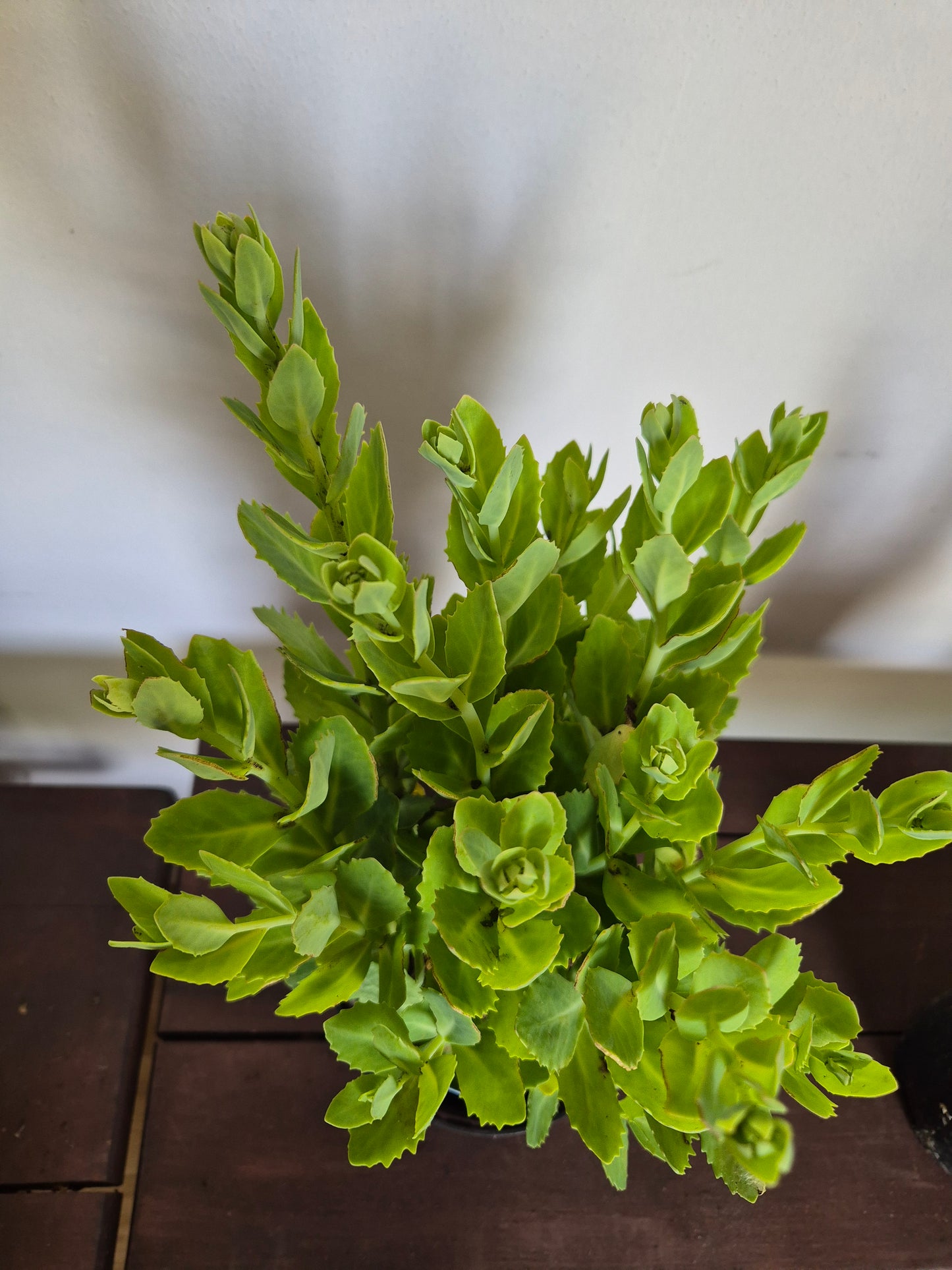 Rozchodnik karpacki (Sedum) (Herbstfreude) "Autumn Joy"