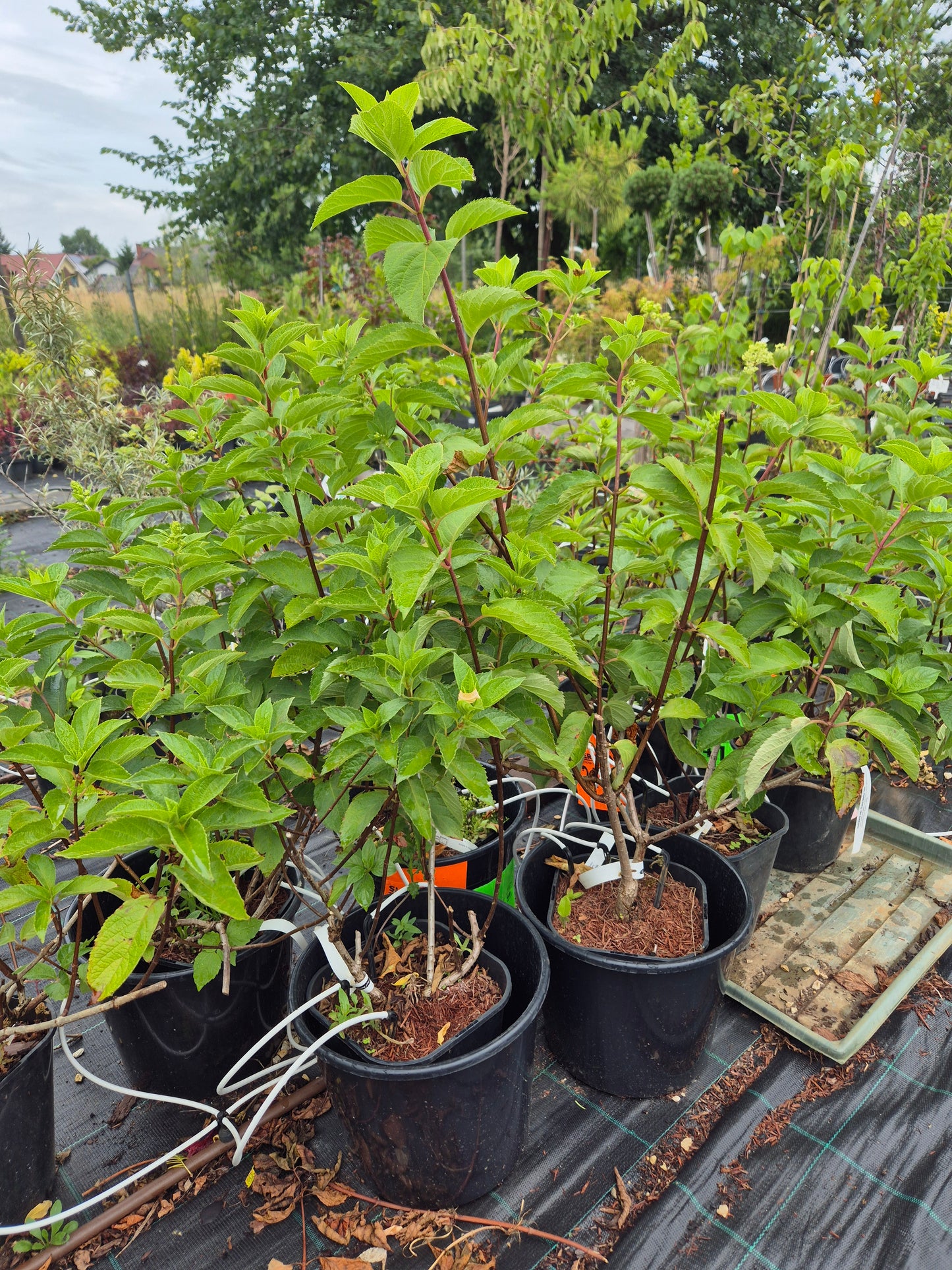 Hortensja bukietowa 'Fraise Melba'