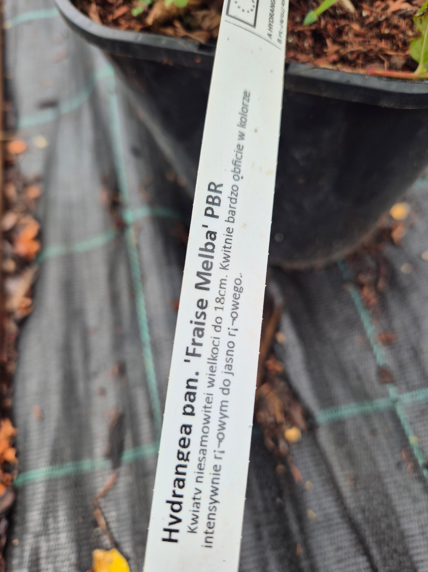 Hortensja bukietowa 'Fraise Melba'