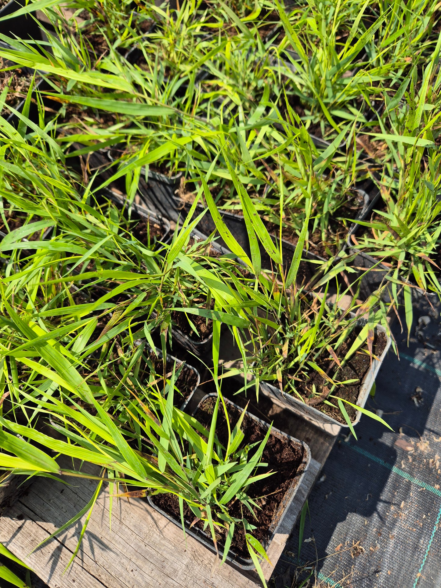 Hakonechloa Greenhills p9