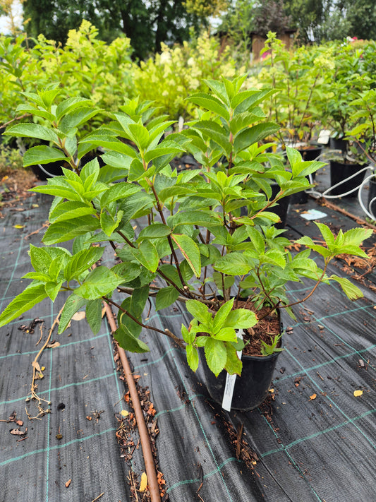 Hortensja bukietowa 'Fraise Melba'