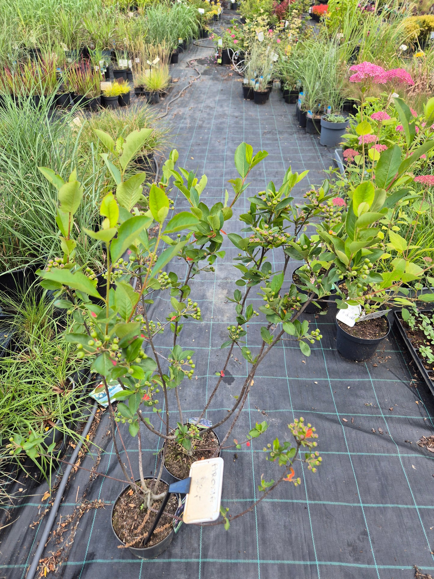 Aronia melancarpa