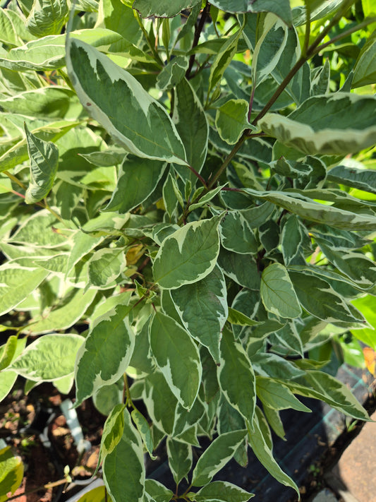 dereń biały Sibirica Variegata