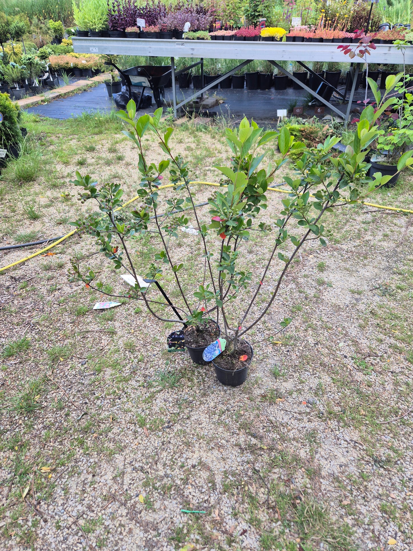 Aronia melancarpa