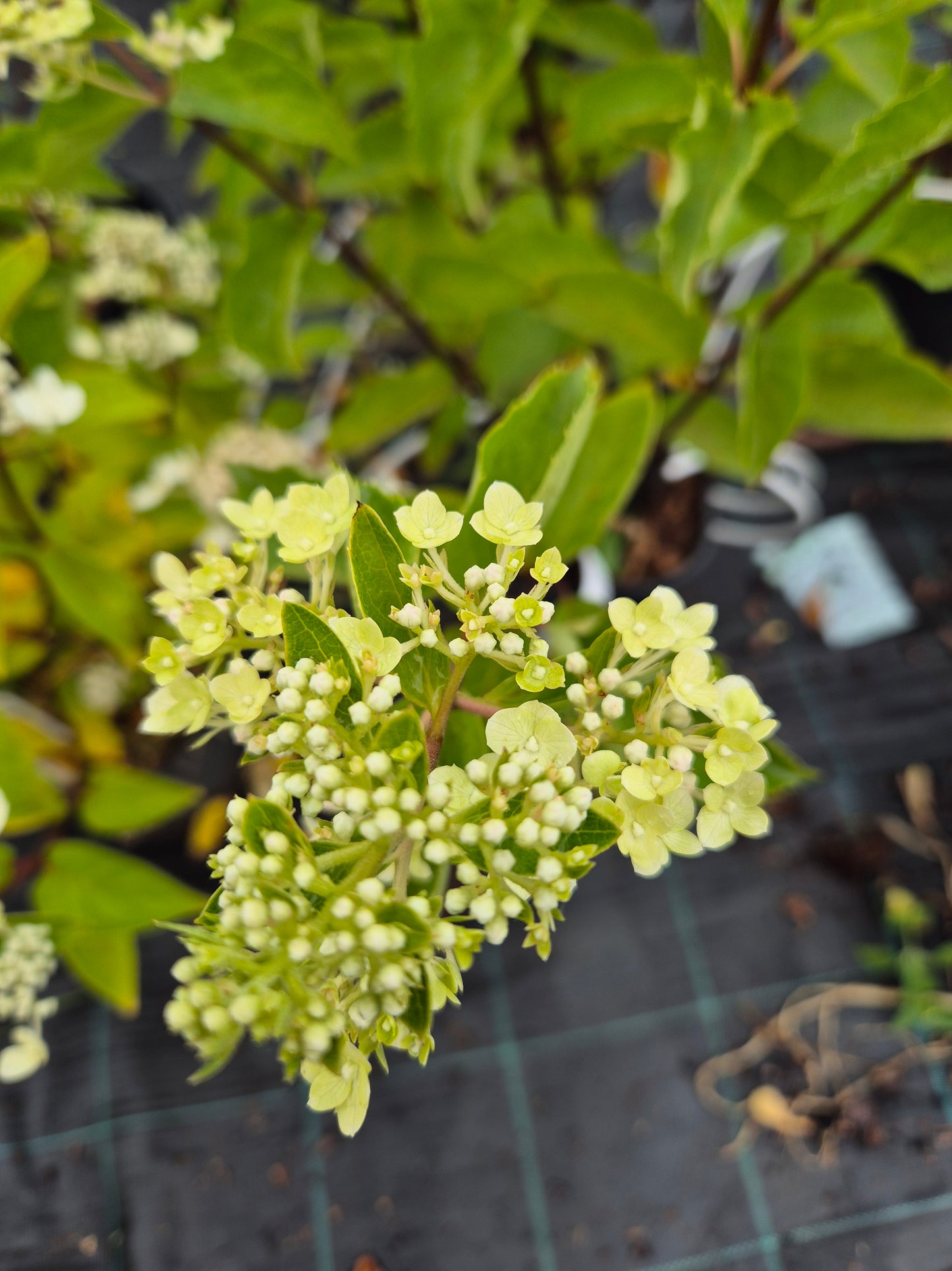 Hortensja bukietowa 'Fraise Melba'