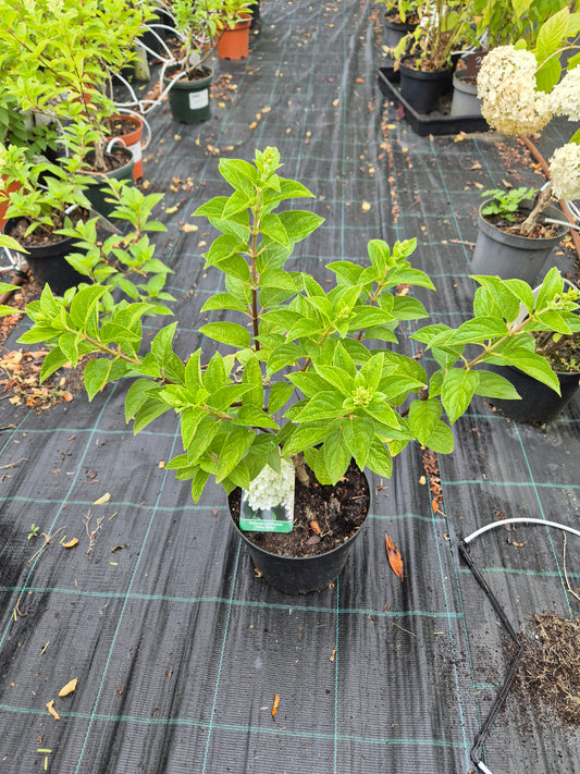 Hortensja 'Silver Dollar'