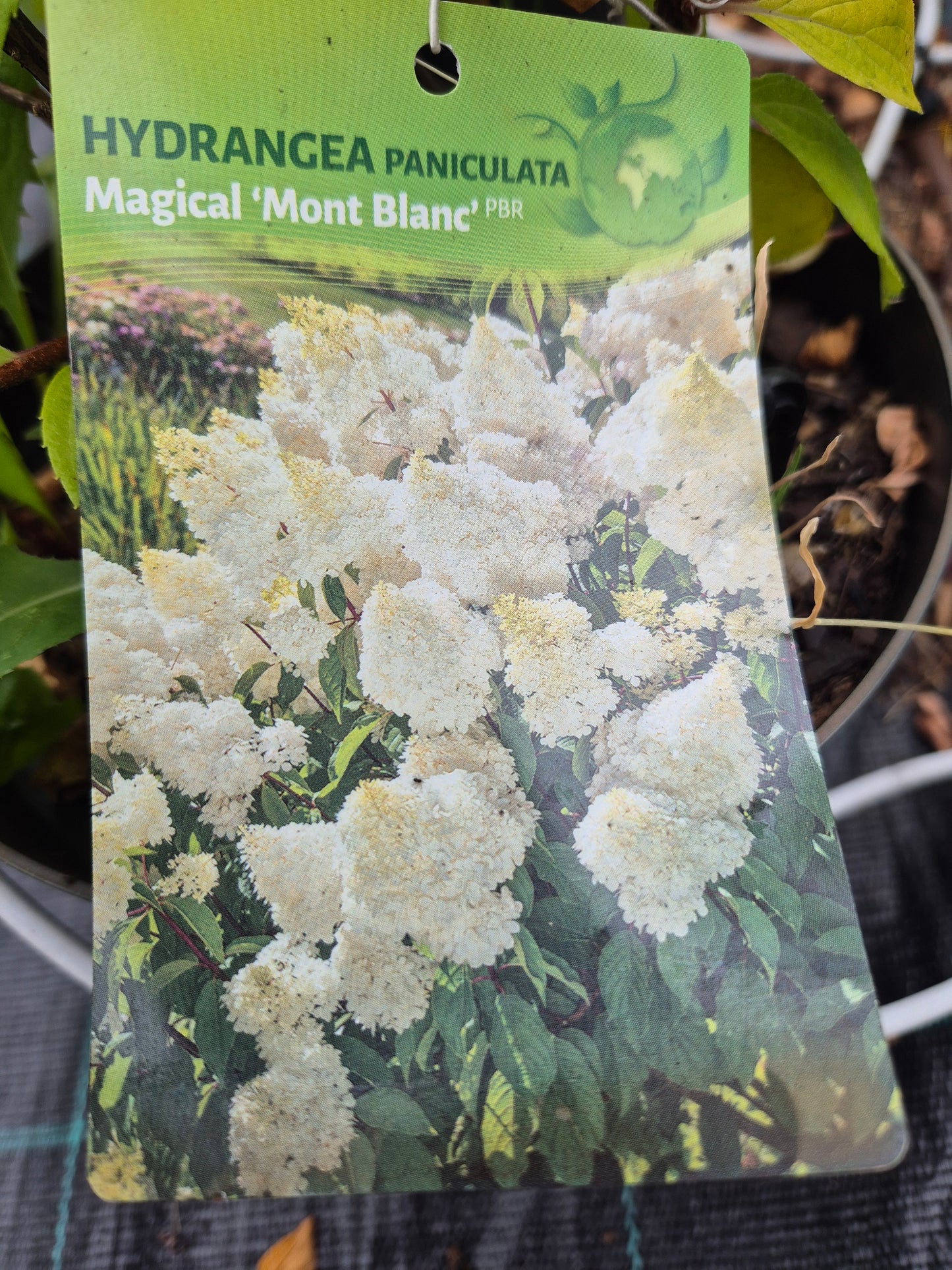Hortensja 'Magical Mont Blanc'