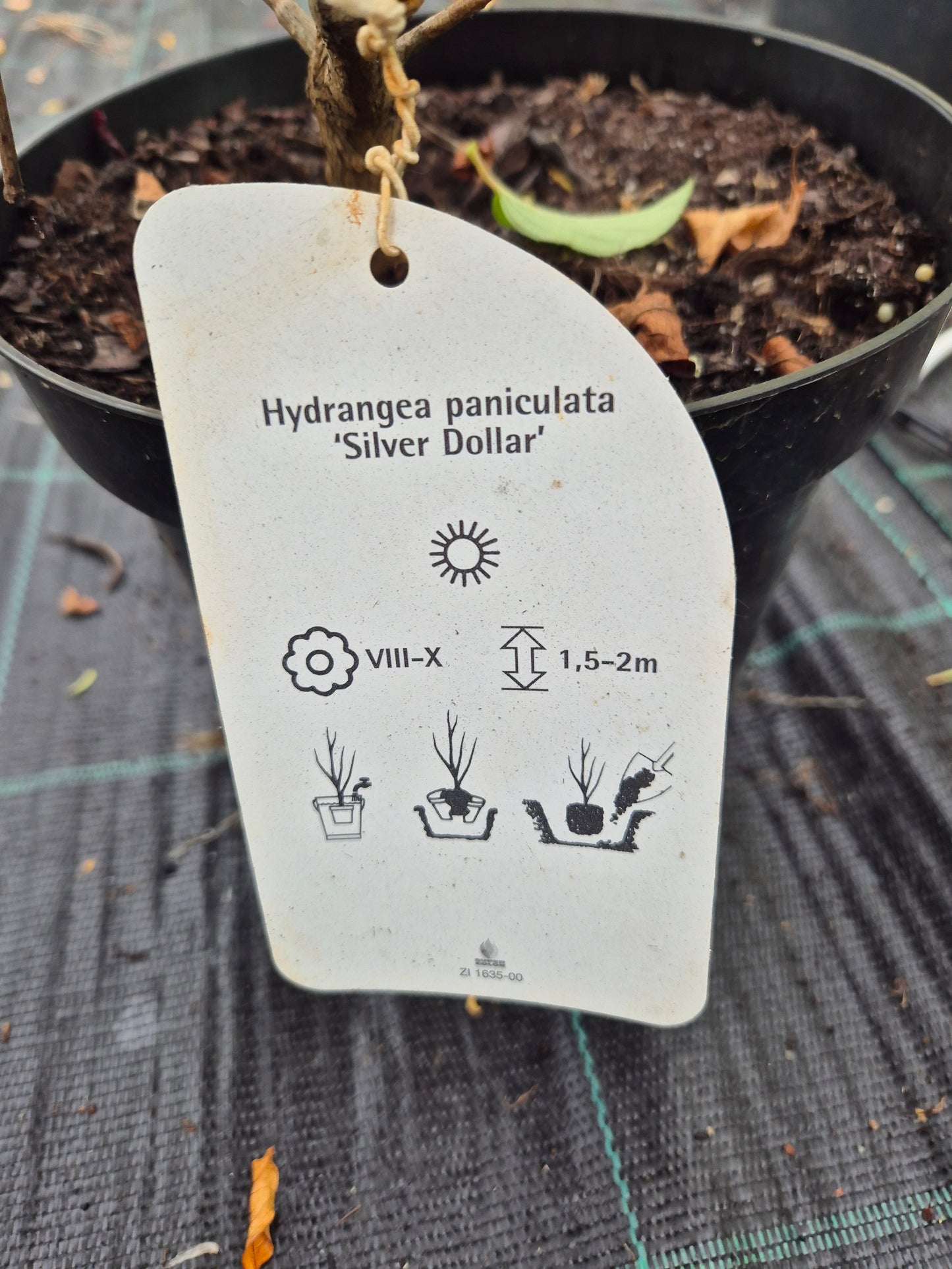 Hortensja 'Silver Dollar'