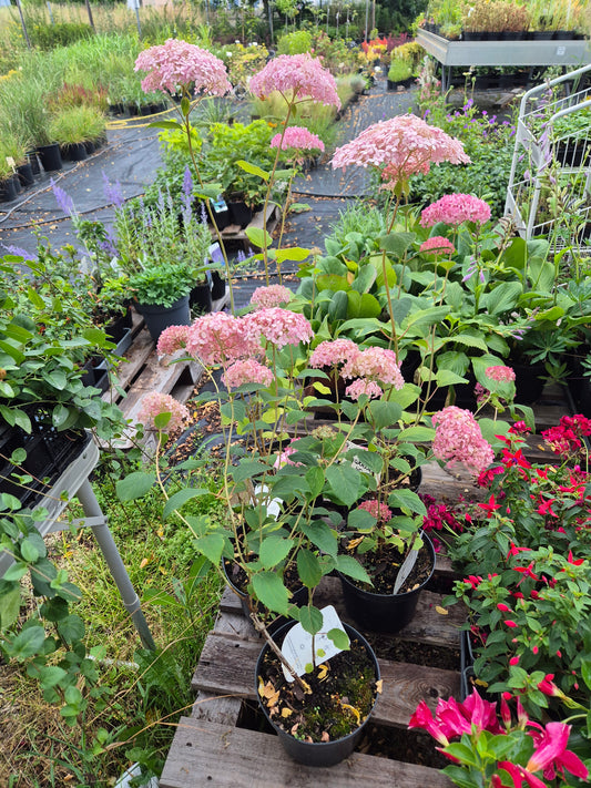 Hortensja krzewiasta 'Pink Annabelle'