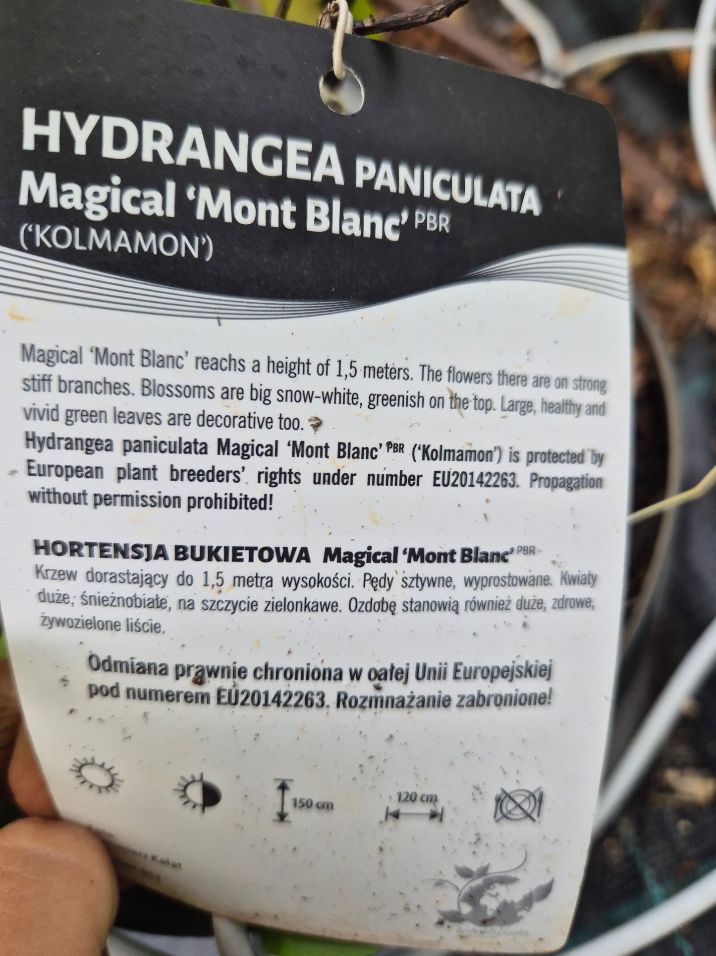 Hortensja 'Magical Mont Blanc'