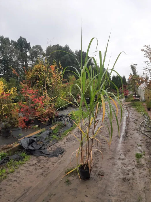 Miskant olbrzymi Miscanthus giganteus Doniczka