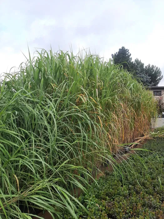 Miskant olbrzymi Miscanthus giganteus Doniczka