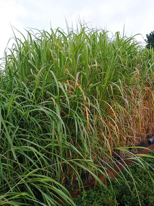 Miskant olbrzymi Miscanthus giganteus Doniczka