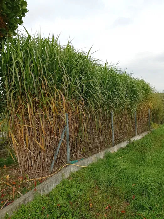 Miskant olbrzymi Miscanthus giganteus Doniczka