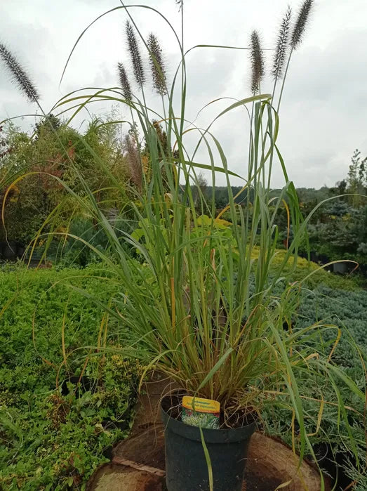 Rozplenica japońska 'Herbstzauber'