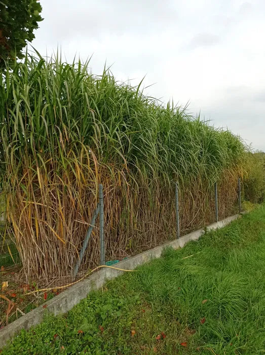 Miskant olbrzymi Miscanthus giganteus Doniczka