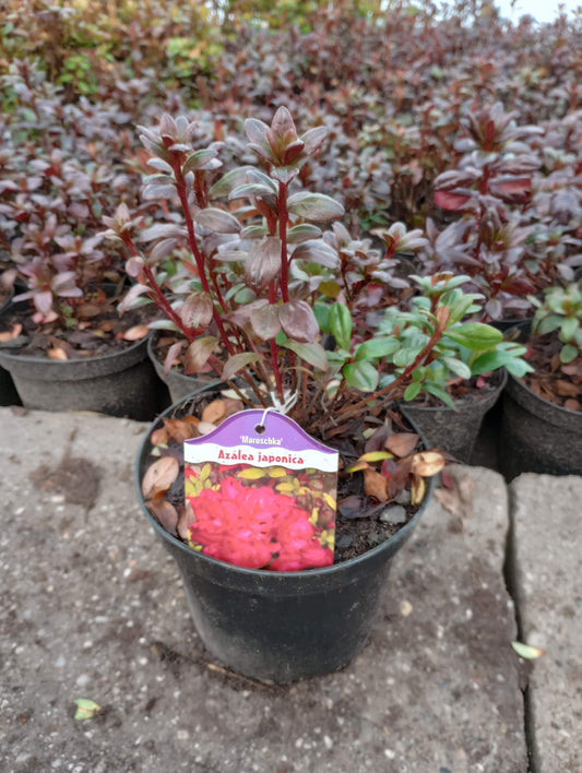 Rhododendron Azalia japońska 'Maruschka'