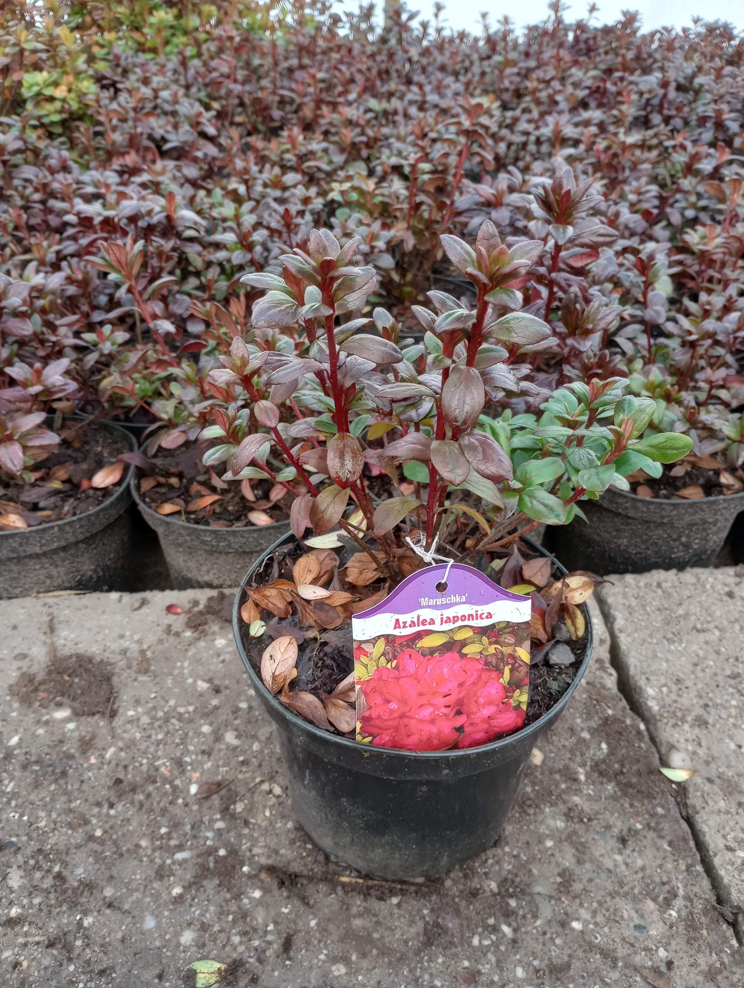 Rhododendron Azalia japońska 'Maruschka'