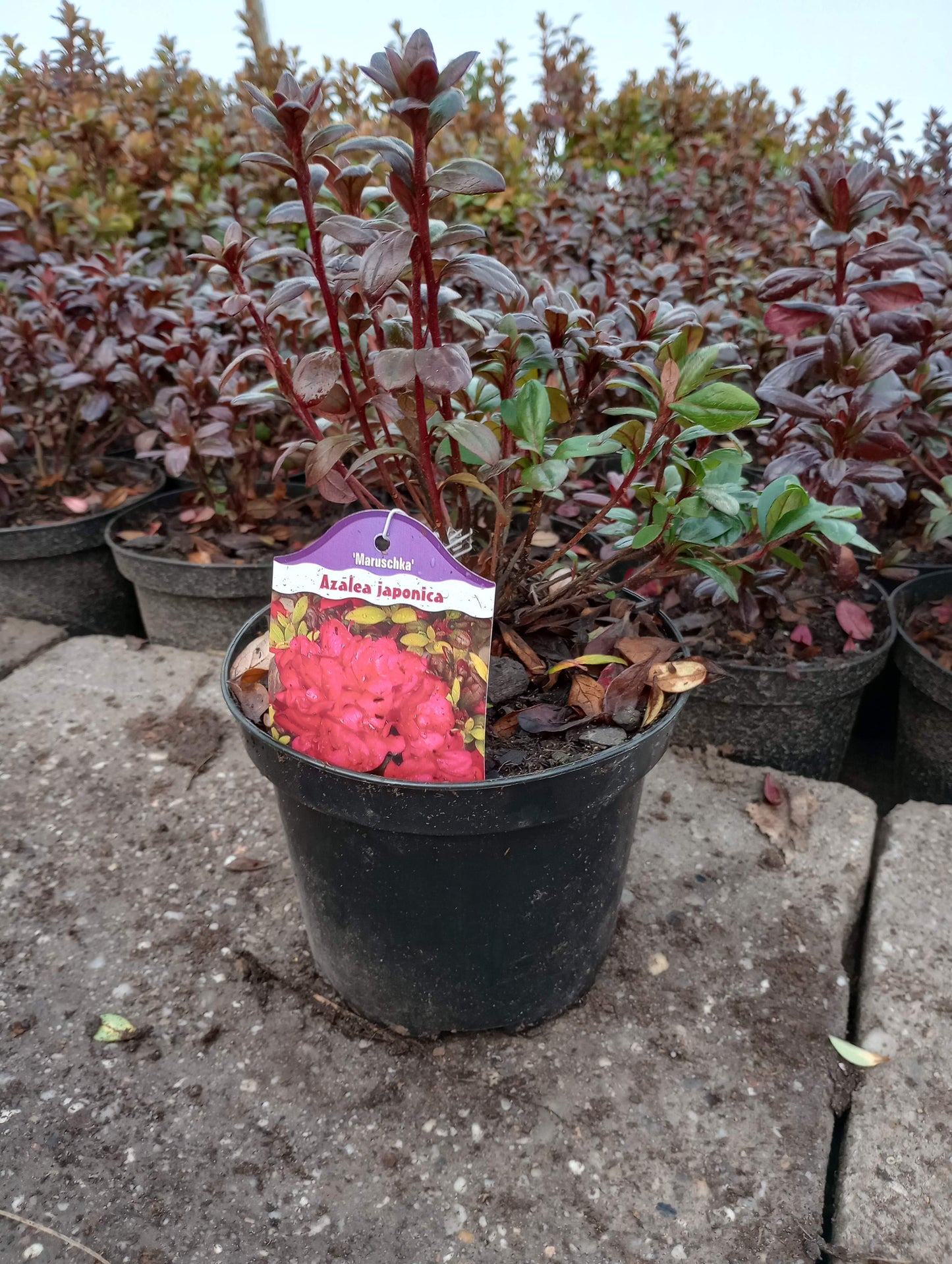 Rhododendron Azalia japońska 'Maruschka'