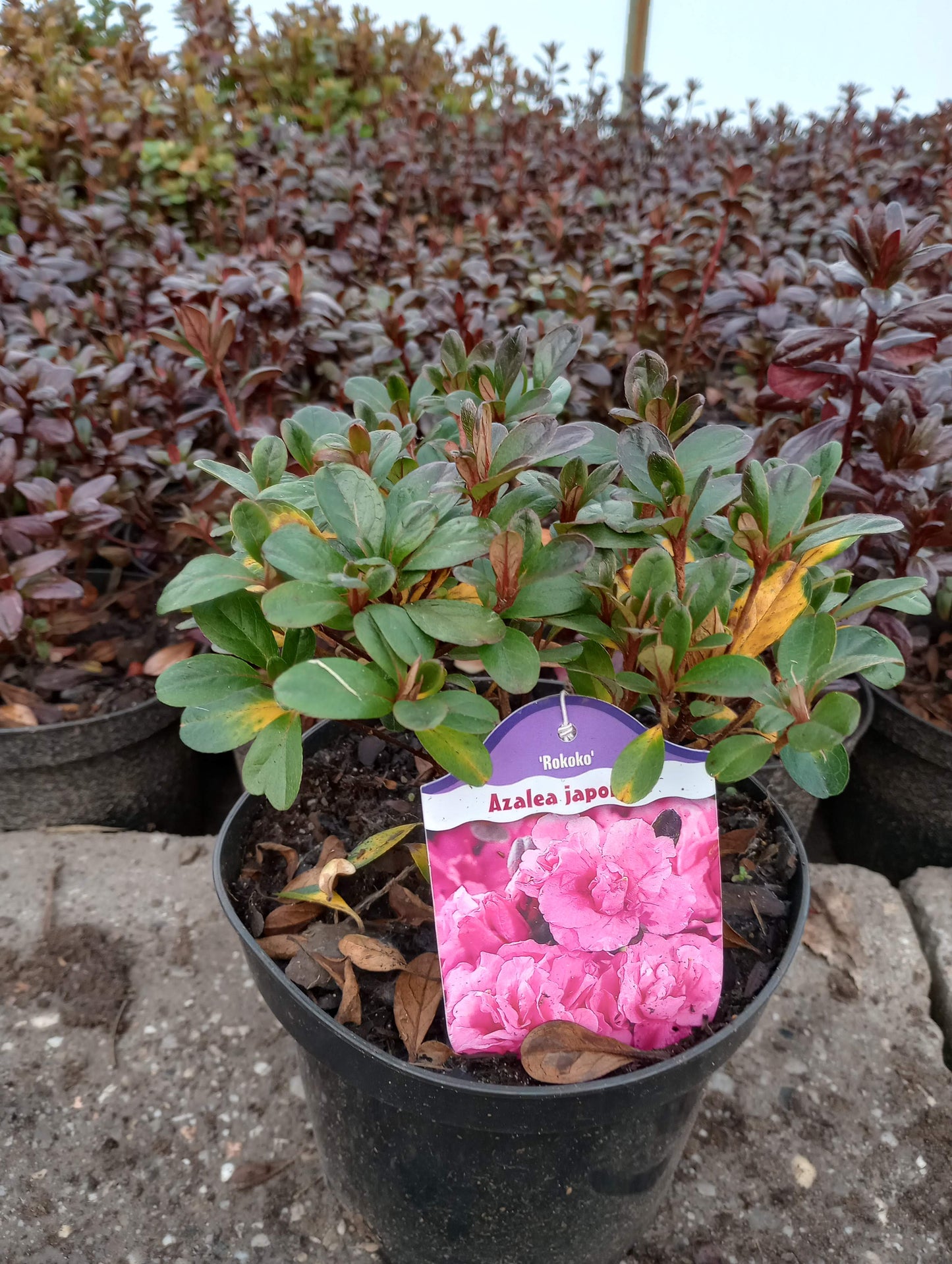 Rhododendron Azalia japońska 'Rokoko'