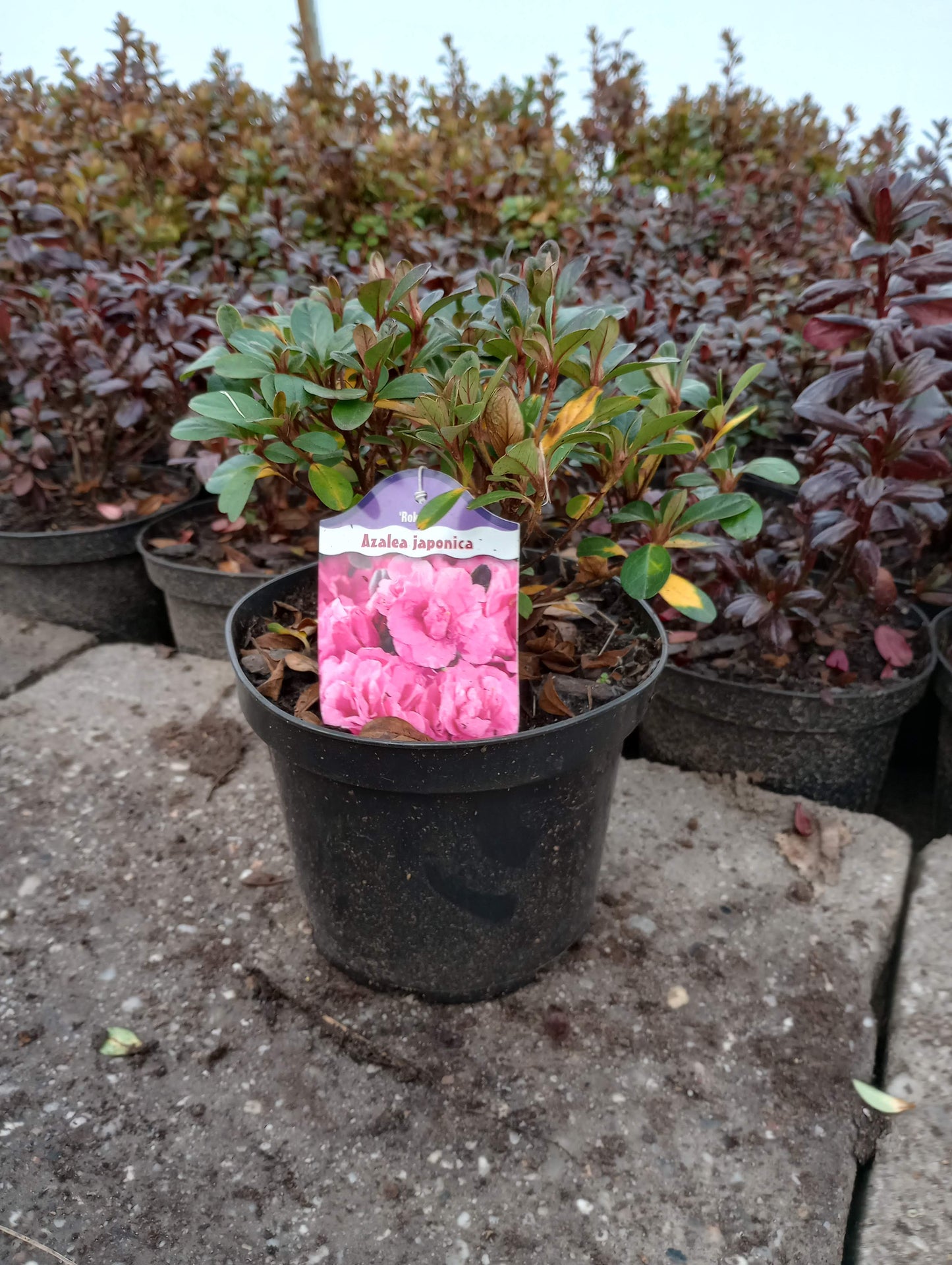 Rhododendron Azalia japońska 'Rokoko'