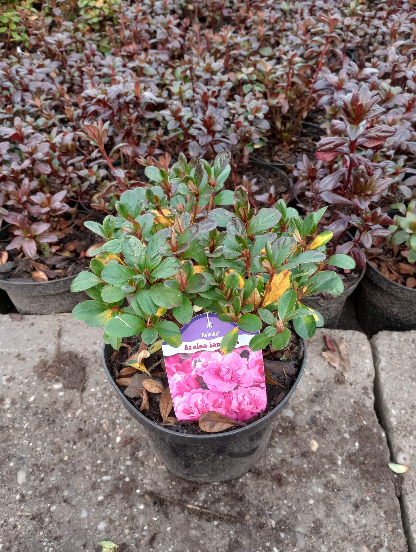Rhododendron Azalia japońska 'Rokoko'