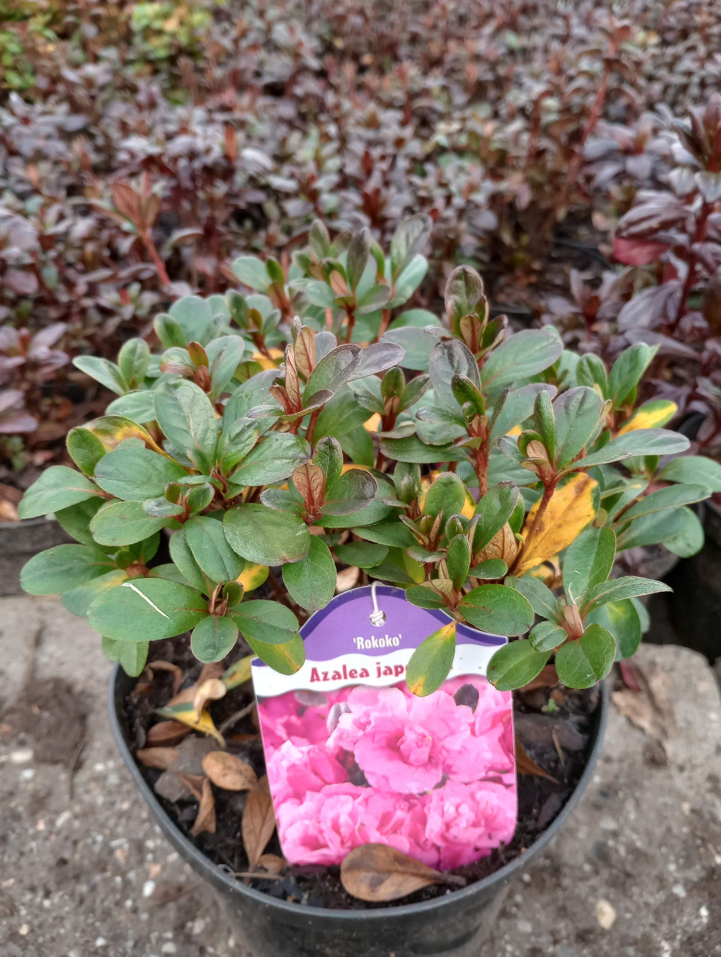 Rhododendron Azalia japońska 'Rokoko'