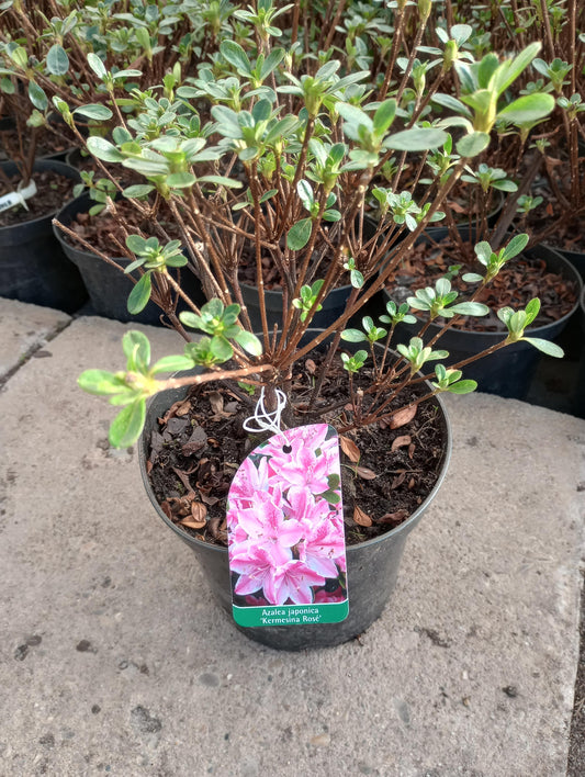 Rhododendron Azalia japońska 'Kermesina Rosea'
