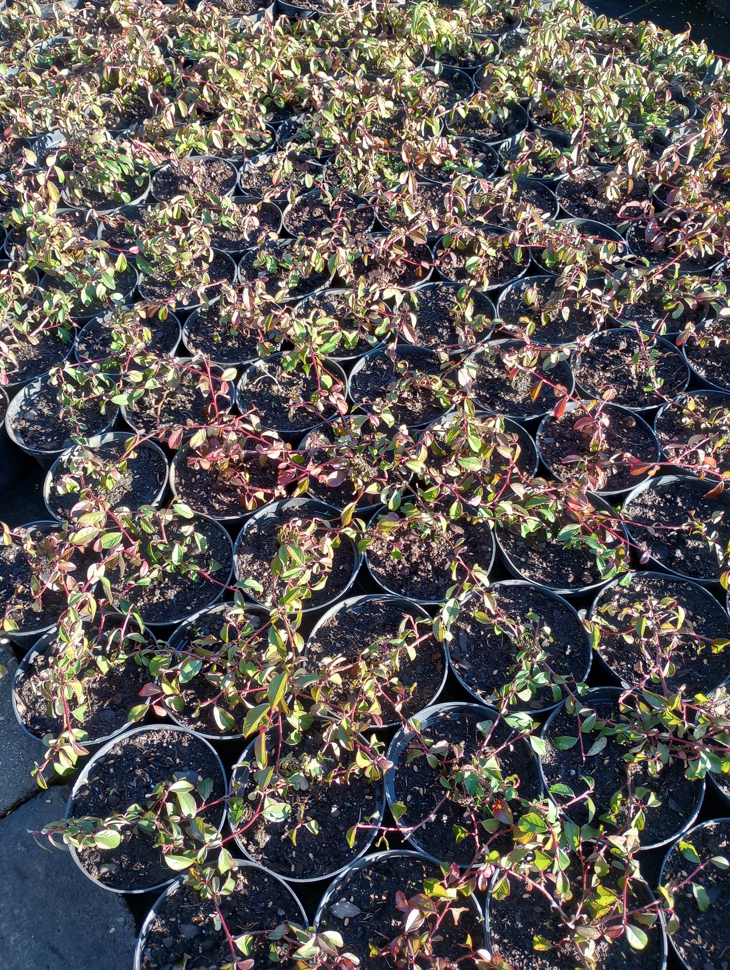 Irga 'Dammera Major'