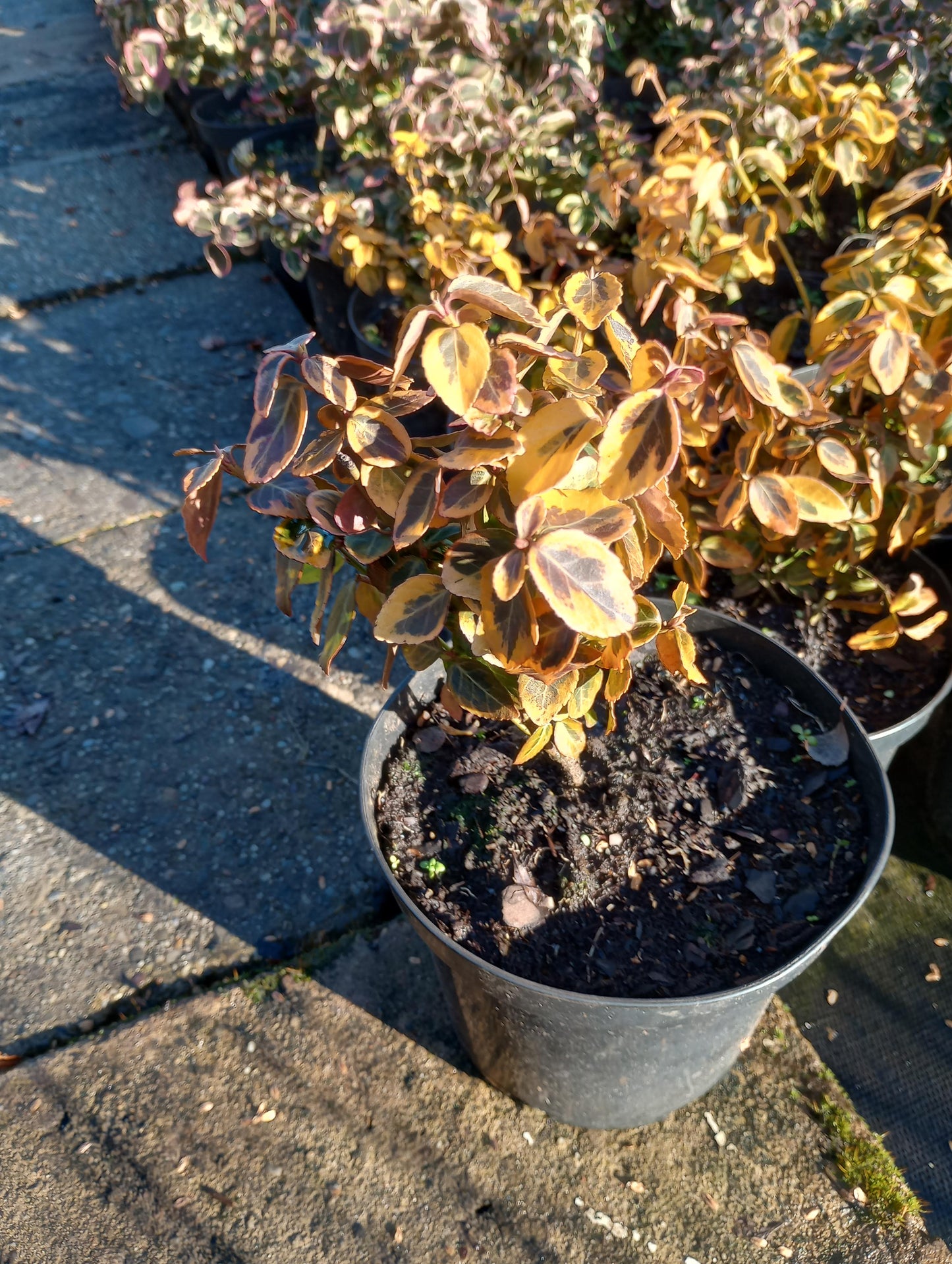 Trzmielina Fortune'a Emerald Gold Euonymus fortune
