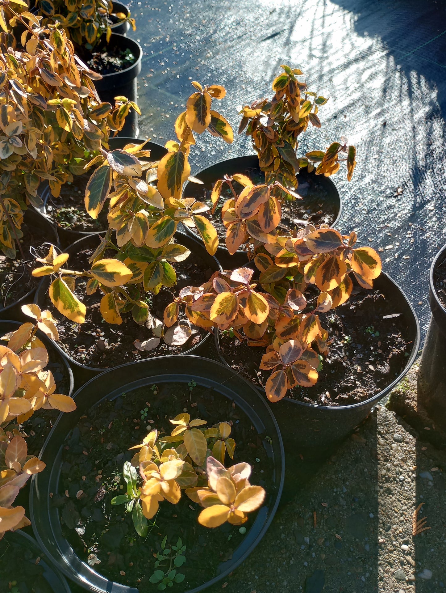 Trzmielina Fortune'a Emerald Gold Euonymus fortune