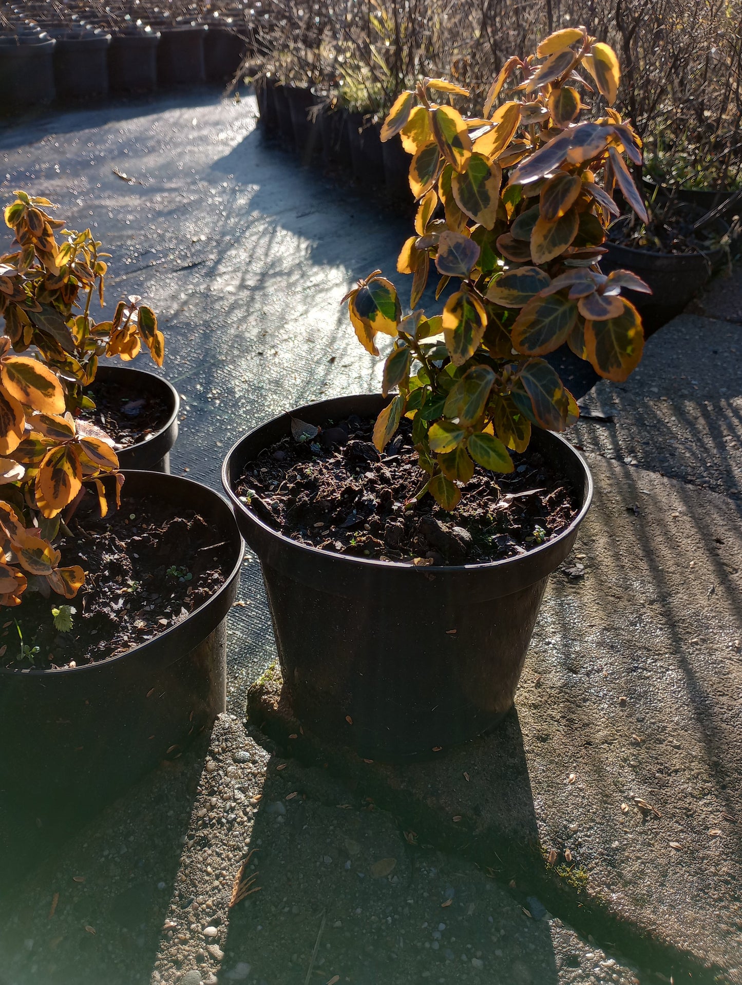 Trzmielina Fortune'a Emerald Gold Euonymus fortune