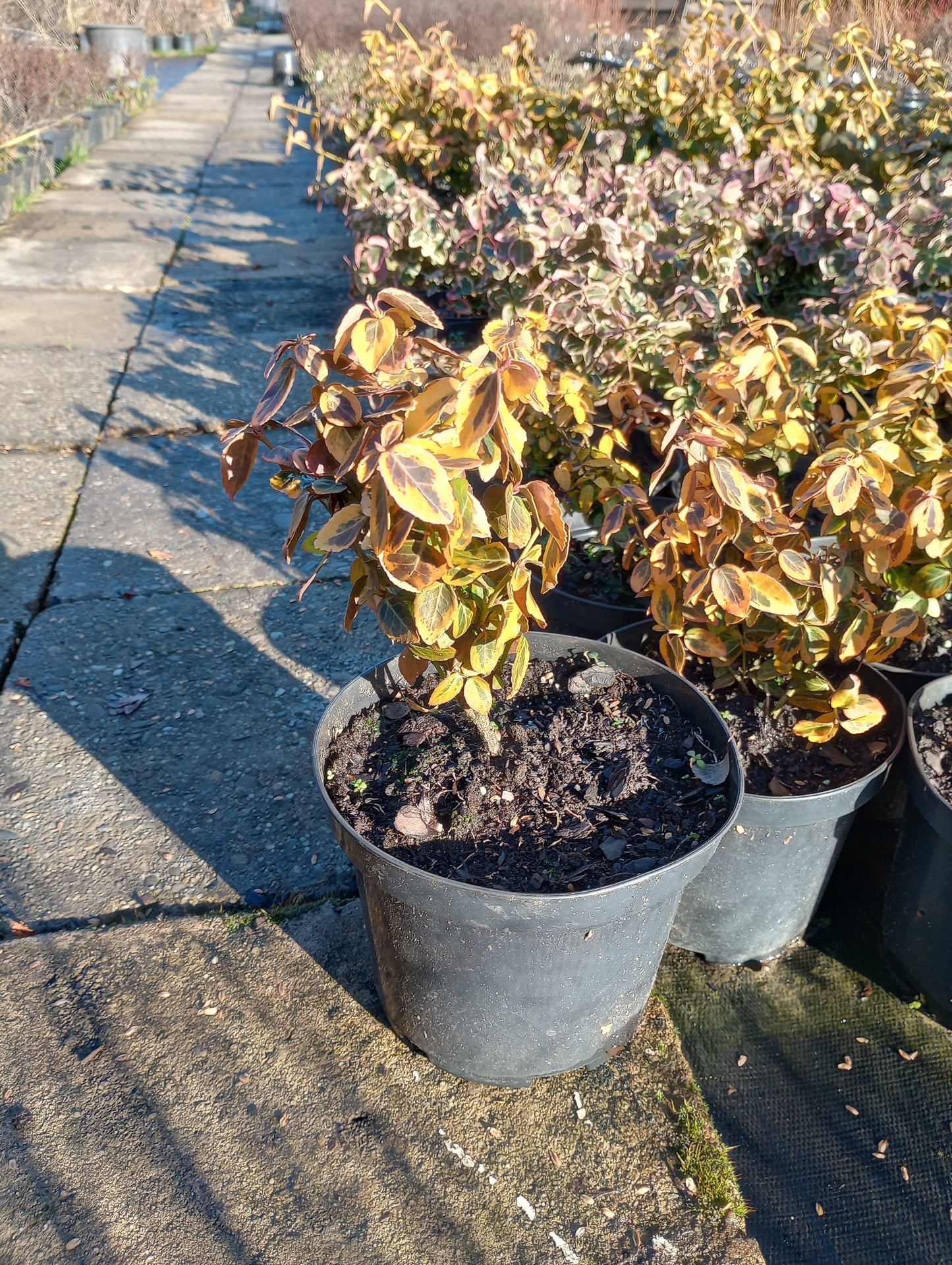 Trzmielina Fortune'a Emerald Gold Euonymus fortune
