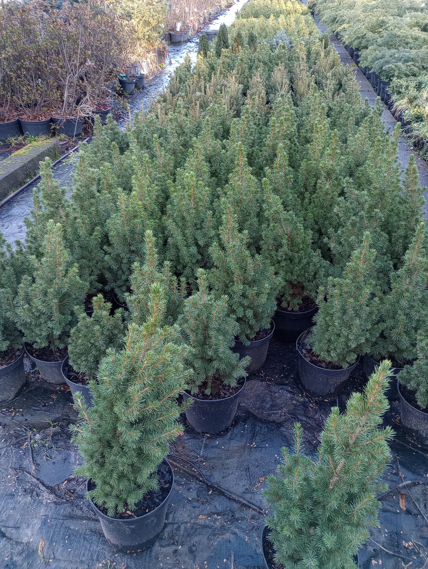 Świerk biały Picea glauca 'Conica'