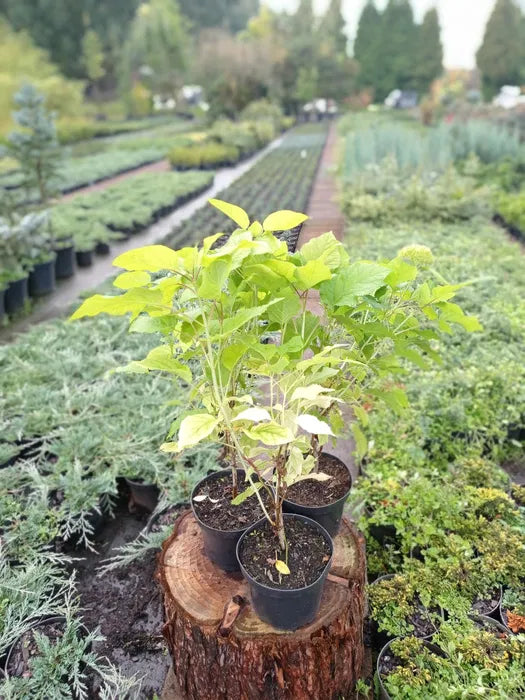 Hortensja   Hydrangea arborescens 'Anabelle'