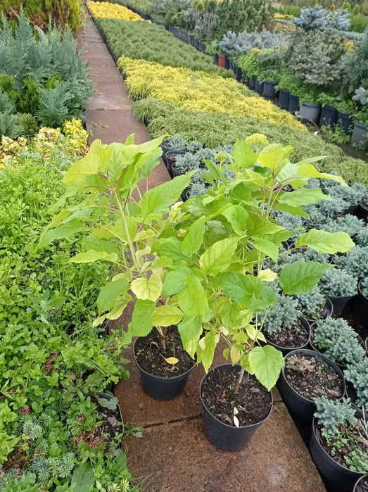 Hortensja   Hydrangea arborescens 'Anabelle'